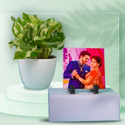 Air Purifying Golden Pothos Plant with Photo Tile