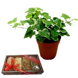 Air Purifying English Ivy Plant n Crunchy Dried Fruits Duo to Uthagamandalam