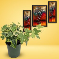 Air Purifying English Ivy Plant n Beautiful Ganesha Modern Art Combo