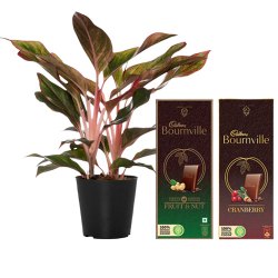 Air Purifying Aglaonema Modestum n Chocolicious Fantasy