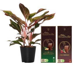 Air Purifying Aglaonema Modestum n Chocolaty Surrender to Ambattur