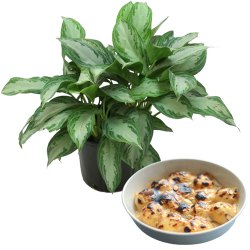 Air Purifying Aglaonema Modestum with Balaram Mullick Sweet Sublime