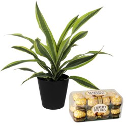 Air Purifying Warneck Dracaena n Ferrero Rocher Chocolate Treat