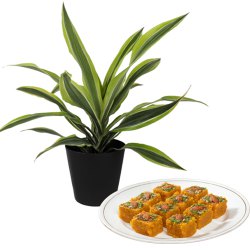 Air Purifying Warneck Dracaena n Sweets Fest