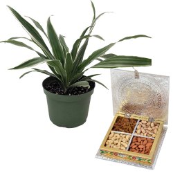 Air Purifying Warneck Dracaena n Healthy Dried Fruits Box