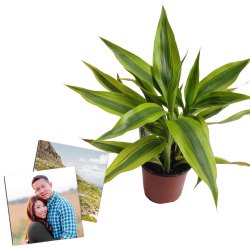 Air Purifying Warneck Dracaena with Personalised Designer Photo Tile