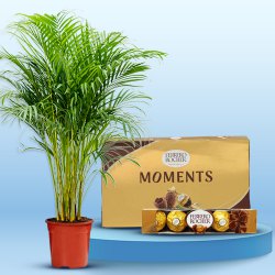 Air Purifying Areca Palm Plant n Chocolaty Mantra