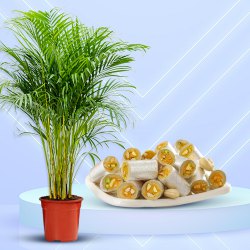 Air Purifying Areca Palm Plant n Delicious Kaju Sweets