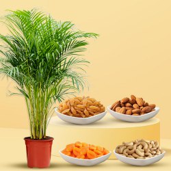 Air Purifying Areca Palm Plant with Nutty Surprise