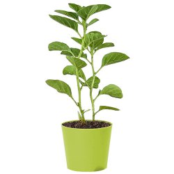 Classic Ashwagandha Plant with Green Pot to Lakshadweep