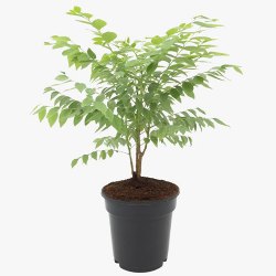 Divine Potted Amla Plant Gift to Alwaye