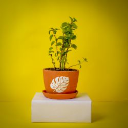 Amazing Pudina Plant in White Pot