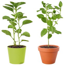 Twin Combo of Vringraj N Ashwagandha Plant