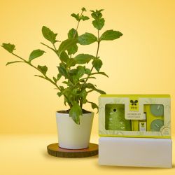 Beautiful Gift Set of Vringraj Plant with Iris Lemon Grass Vaporizer to Irinjalakuda