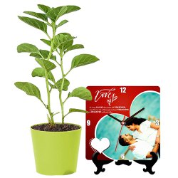 Classic pair of Potted Aswagandha with Personalized Photo Table Clock