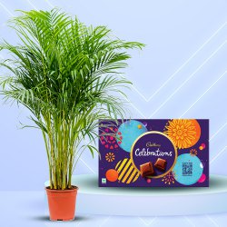 Gorgeous Combo of Air Purifying Areca Palm with Cadbury Celebration