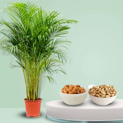 Ethereal Pair of Areca Palm Plant with Almonds N Cashews