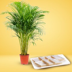 Soothing Pair of Air Purifying Areca Palm Plant with Kaju Katli