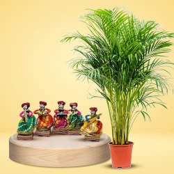 Attractive Areca Palm Plant N Rajasthani Musician Bawla Puppets Combo