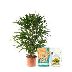 Air Purifying Raphis Palm Plant with Scrumptious Dry Fruits Affair