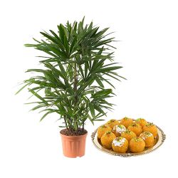 Fantastic Duo of Potted Raphis Palm Plant with Ghee Ladoo