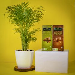 Splendid Table Palm Plant with Chocolicious Treat