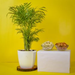 Distinctive Combo of Air Purifying Table Palm Plant N Assorted Dry Fruits