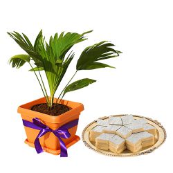 Keep Growing Table Palm Plant with Badam Barfi Treat
