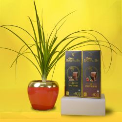 Attractive Potted Pony Tail Palm Plant with Bournville Chocolate Combo