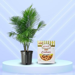 Impressive Gift of Majesty Palm Plant with Masala Cashews