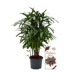 Charming Pair of Broadleaf lady Palm Plant with Chocolaty Delight