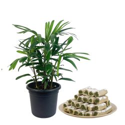 Classic Gift of Broadleaf lady Palm Plant with Sweet Delight