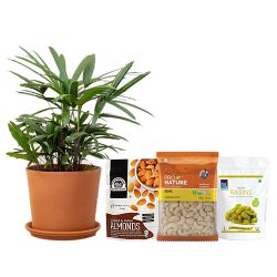 Charming Broadleaf lady Palm Plant Assorted Dry Fruits Delight