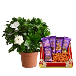 Blooming Portulaca Plant with Masala Cashew N Cadbury Chocolate