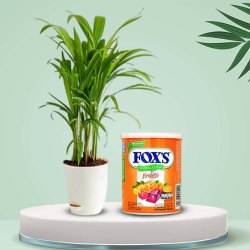 Amazing Areca Plant with Foxs Candy Combo Gift to Rajamundri