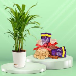 Enchanting Combo of Areca Plant with Dairy Milk Chocolate N Nuts