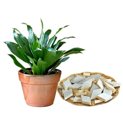 Fantastic Dracena Plant with Kaju Katli Sweet Treat to Marmagao