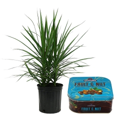 Classic Pair of Dracena Plant with Sapphire Fruit N Nut to Nipani