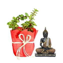 Premium Gift Combo of Jade Plant N Sitting Buddha Idol