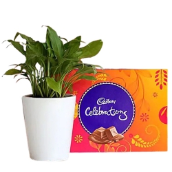 Blooming Peace Lily Plant with Cadbury Delight