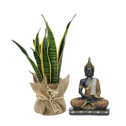 Evergreen Jute Wrapped Snake Plant with Sitting Buddha Idol Combo Set