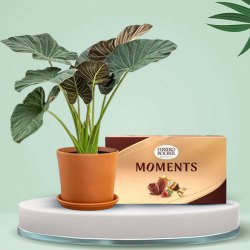 Amazing Elephant Ear Plant with Ferrero Rocher Moments Combo to Uthagamandalam