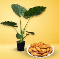 Fantastic Elephant Ear Plant with Khowa Puri