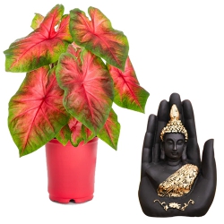 Enchanting Present of Caladiums Plant N Palm Buddha Showpiece