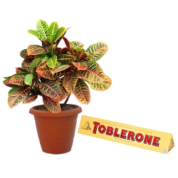 Elegant Selection of Crotons Plant with Toblerone