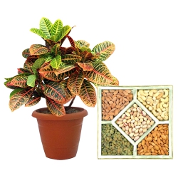 Attractive Twinning of Crotons Plant N Assorted Dry Fruits to Alwaye