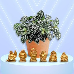 Premium Gift of Potted Aluminium Plant N Laughing Buddha Set to Tirur