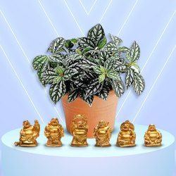 Premium Gift of Potted Aluminium Plant N Laughing Buddha Set to Sivaganga