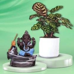 Aesthetic Collection of Calatheas Plant with Bal Ganesha Showpiece