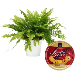 Exquisite Fern Indoor Plant N Cookies Combo to Sivaganga